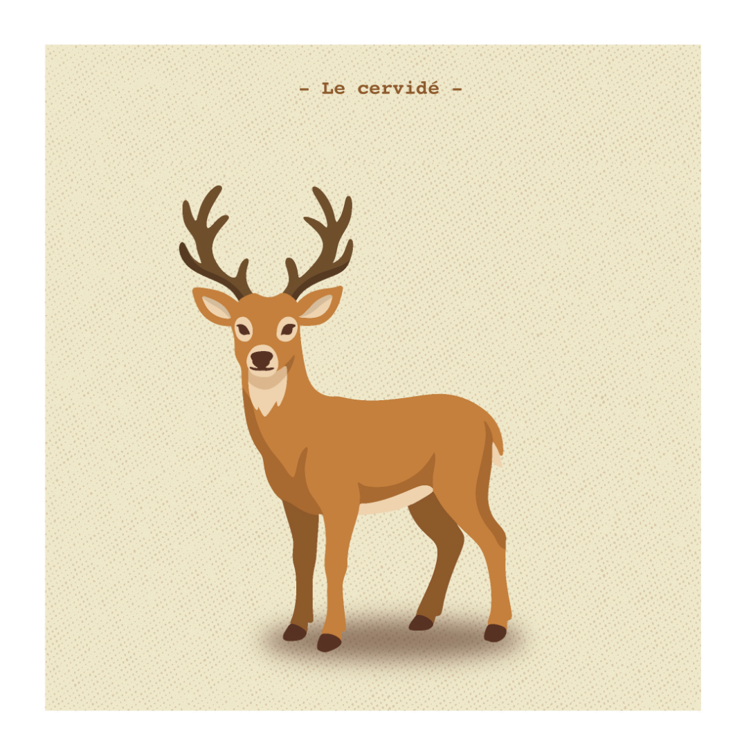Le cervidé