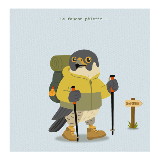 Le faucon pèlerin